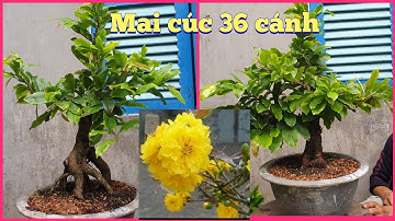 Mai cúc 36 cánh hoa to đẹp sai hoa lâu tàng 18/6¶ Dũng 0364504945