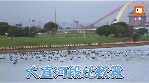 鸬鹚大军嗑基隆河45万尾吴郭鱼 罕见围旋觅食曝光 - 天天要闻