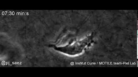 Dendritic cell migrating in collagen (3D)