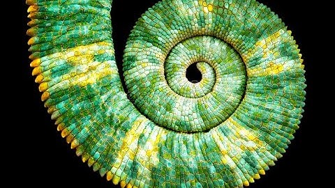 More problems solution using Loops in C (Day 11) (Video Language: Nepali)