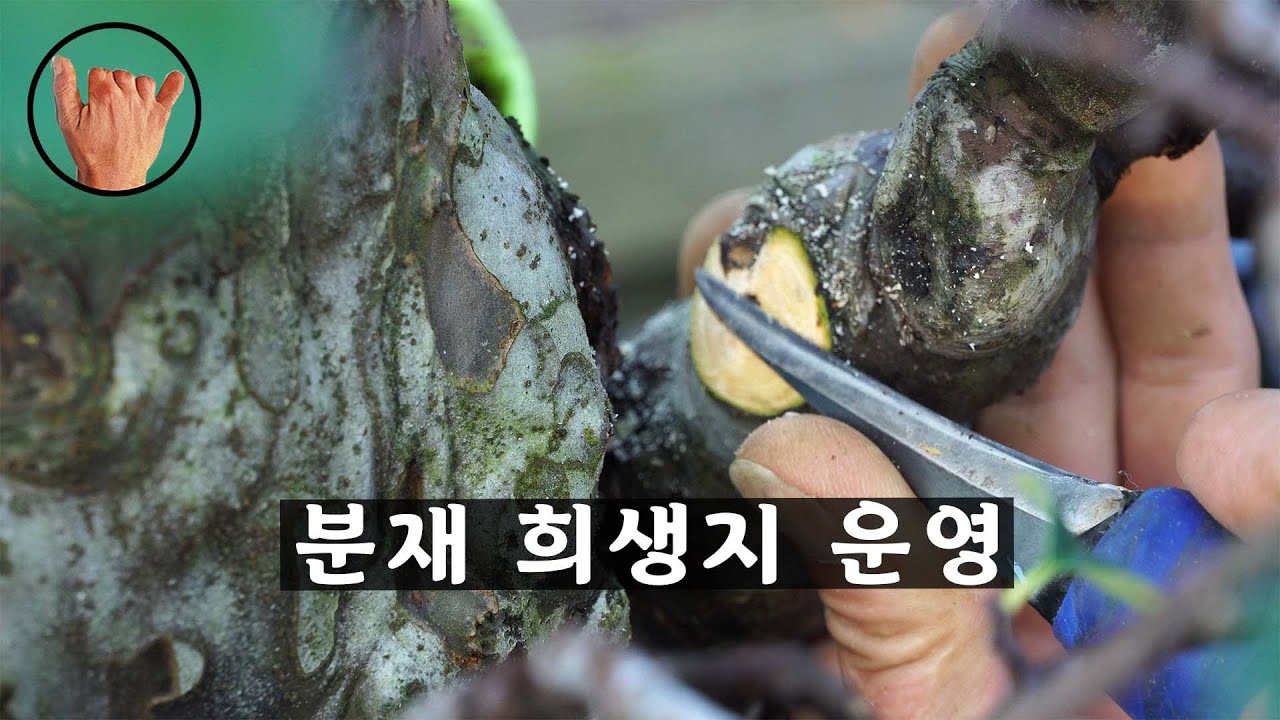 [송설분재]모과나무 희생지 운영법