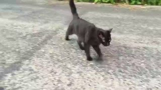 When Cats ATTACK!!!