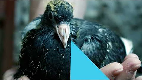 ПОЧЕМУ МЫ НИКОГДА НЕ ВИДИМ ПТЕНЦОВ ГОЛУБЕЙ?ТАЙНА РАСКРЫТА