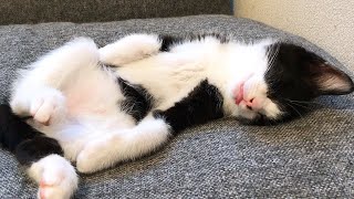 舌を出したまま寝てしまった子猫