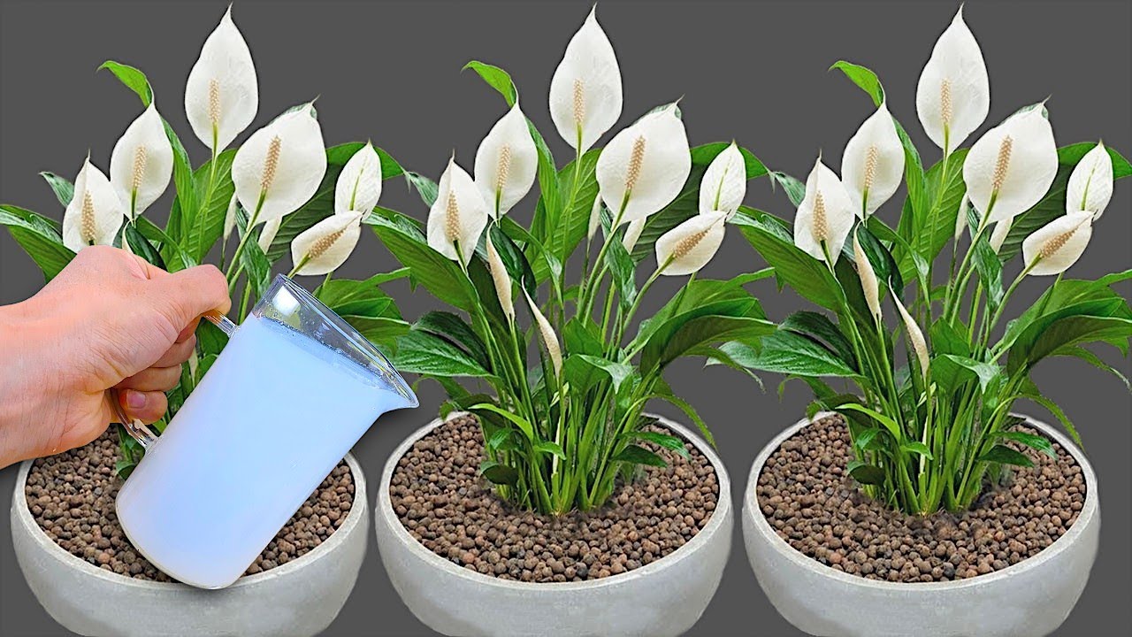 1 Cup a Week! Hundreds Of Flowers Bloom All Year Long Without Fading!