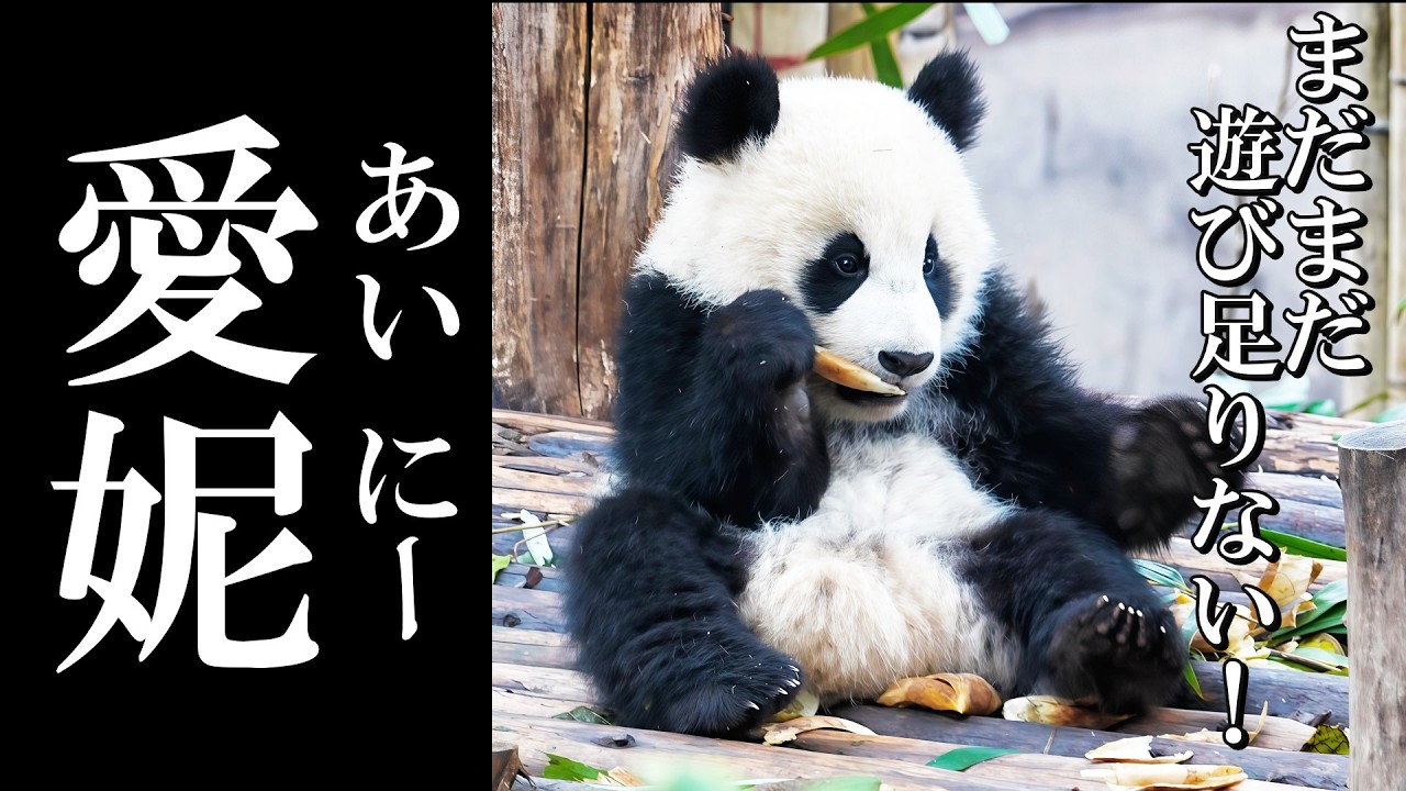 遊び足りない⁉ 愛浜ママに甘える愛妮(あいにー)ちゃん✨