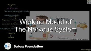 Working Model of The Nervous System, General Science Lecture | Sabaq.pk