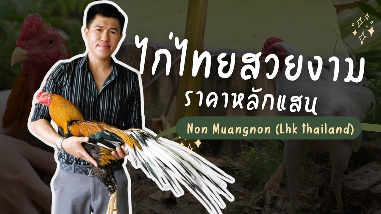 ไก่ไทยสวยงาม ราคาหลักแสน กับ นนท์  เจ้าของซุ้มไก่พื้นบ้านสวยงาม ที่คว้ารางวัลประกวดมานับครั้งไม่ถ้วน