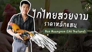 ไก่ไทยสวยงาม ราคาหลักแสน กับ นนท์ เจ้าของซุ้มไก่พื้นบ้านสวยงาม ที่คว้ารางวัลประกวดมานับครั้งไม่ถ้วน