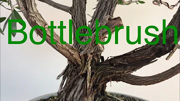 Are bottle brush trees invasive?