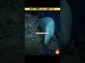 Sharks that Shouldn't Exist | Sabse Badi machhali | #shorts #viralshoets
