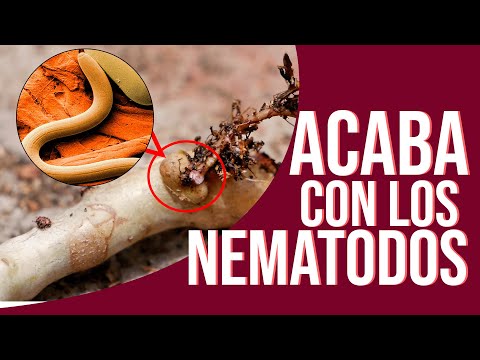 Video: Nematodos agalladores en las begonias: ayudar a las begonias con los nematodos agalladores