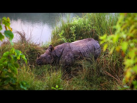 Видео: Джунглата Читван - перлата на дивата природа в Непал, част I