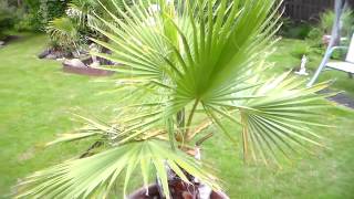 germination  graines de palmiers