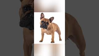 Top 5 Shortest Dogs In The World || #dog #toypoodle #pug #pomeranian #papillon #frenchbulldog #like