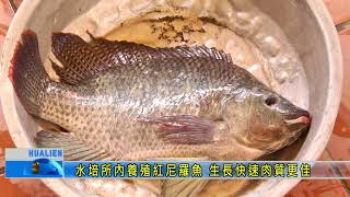水培所內養殖紅尼羅魚生長快速肉質更佳 