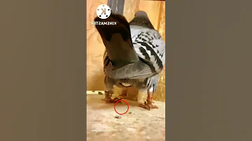 شاهد ما تفعله الحمامة قبل ما تبيض سبحان الله Shorts2023 Animalshorts حمامة طيور Dove Pigeon 