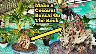 CARA MEMBUAT BONSAI KELAPA DI ATAS BATU KARANG ⁉️make a coconut bonsai on the rock screenshot 5