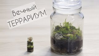 КАК сделать вечный ТЕРРАРИУМ?