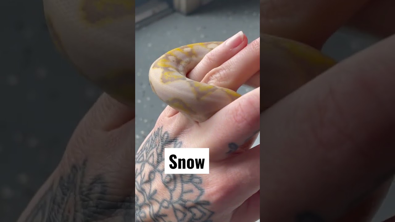 Which would you choose???