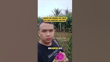 Menengok Kebun Buah Naga di Perbesi, Sinabung #dailyvlog #vlog #travelvlog #sinabung