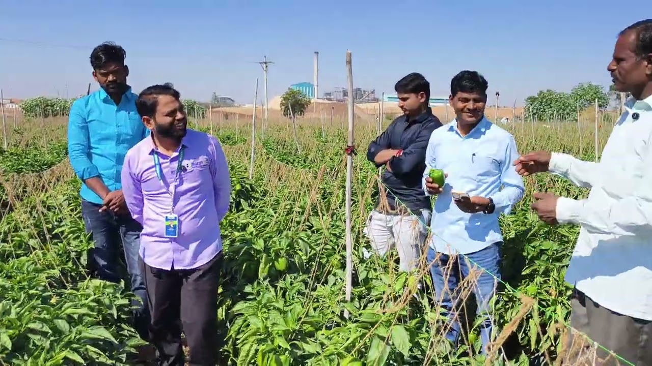 16 व्या तोड्याचा माल कसा कडक आहे पहा? सांगोला तालुका इटकी मधील प्लॉट आहे 