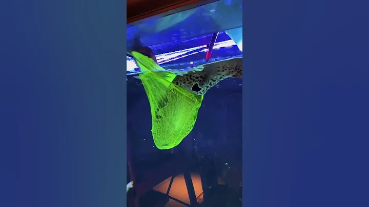 为了拍狗头鱼变身.手机都进水了🤣，#狗头鱼 #海洋生物 @阿桐梦 @de_逼呵呵的王小怪 #抖音小助手 #抖音热门 - 天天要闻