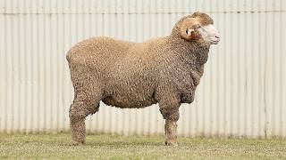 LOT 15 Collinsville 2026 Rams