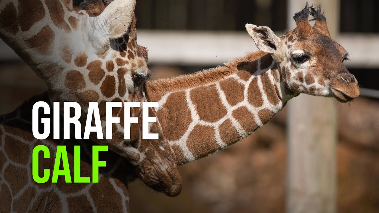 Giraffe Zooborns Giraffe Zooborns