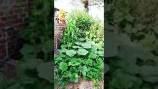 "Indulge in Luxury: Homes and Gardens Revealed"