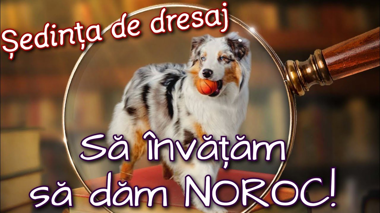 LECȚIA DE DRESAJ. Să învățăm să dăm NOROC!