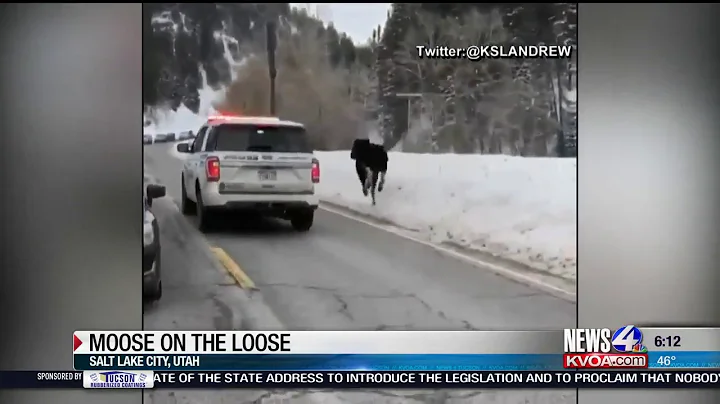 Police chase moose on the loose