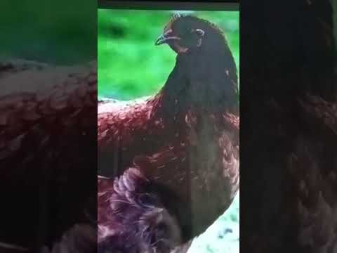 Ближайший предок Тиранозавра