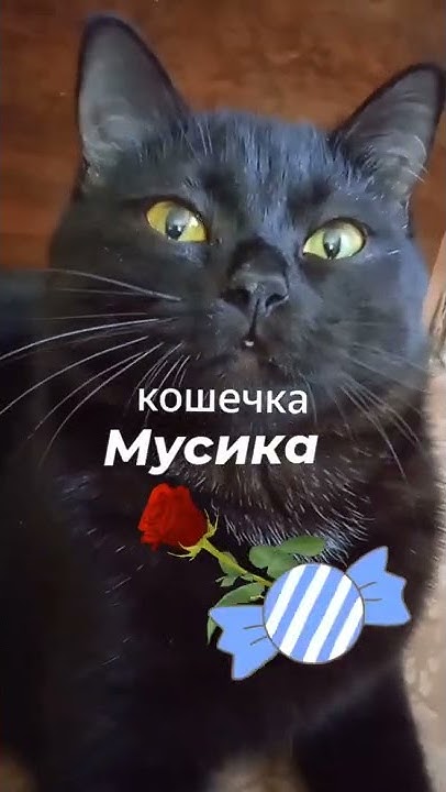 вот тебе цветочек, и конфетка, и солнышко🌹🍬🌞 - YouTube