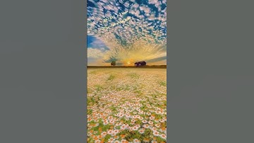 سورة ق 31 - 35 : القارئ/محمد جواد سوالمة