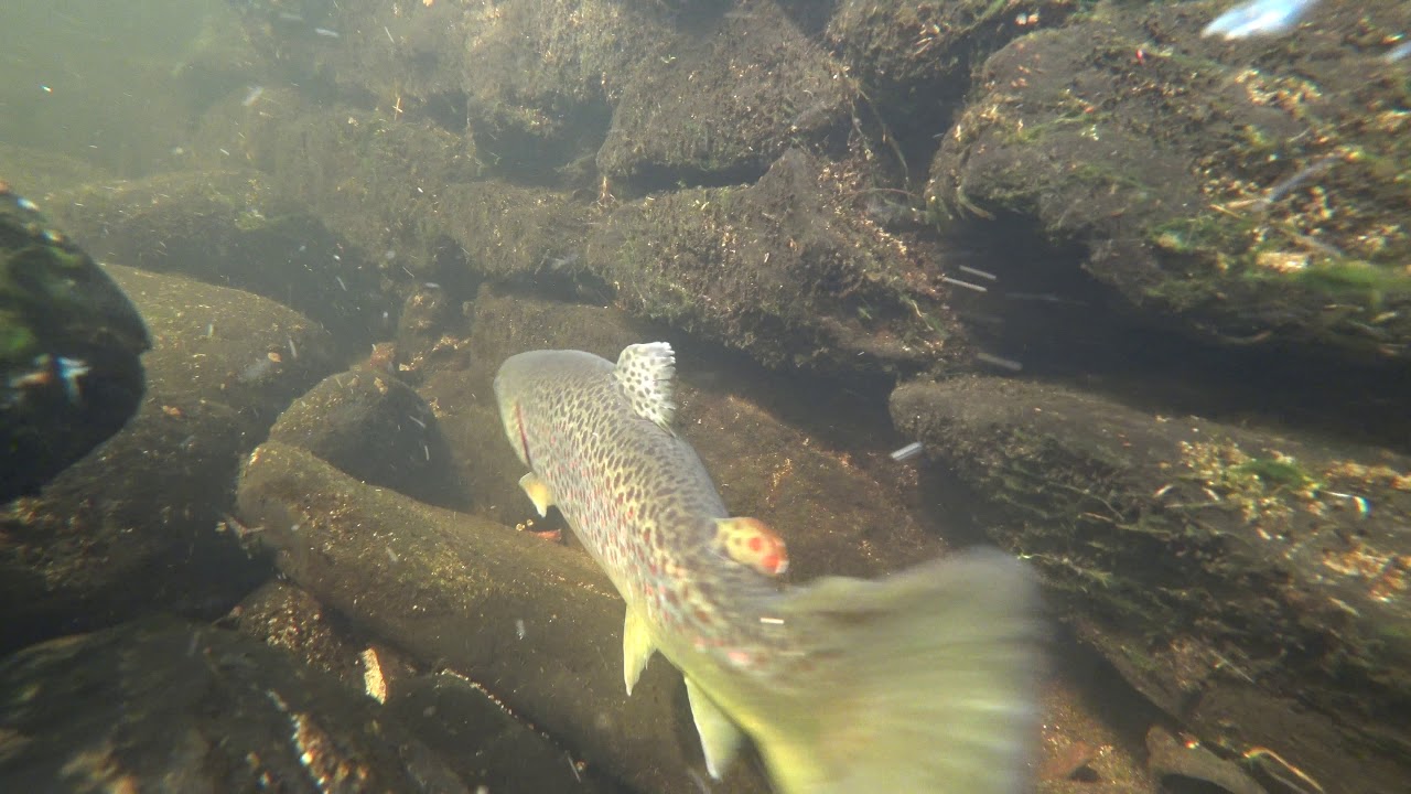 2018 Rainbow & Brown Trout Quinapoxet River Holden MA YouTube