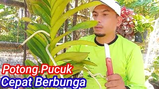 How to Propagate Vanda Orchids