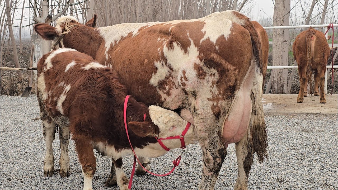 Simental Ona Bola Sigir + Yana Bugʻoz Bunaqasi Juda Kam Boʻladi 