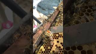Removing Extra Queen Cells 👑🐝 | Hive Stability Tip