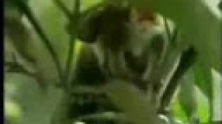 Vietnamese Love Their Dongdung Aka Feces Coffee