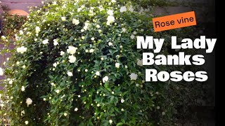 White climbing rose vine | lady Banks climbing rose bush | Bansia Gulab bail