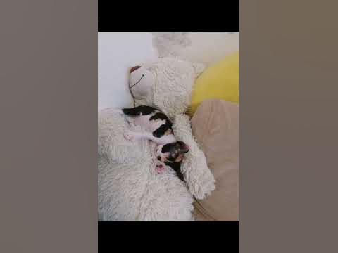 я Ева, волосатый сфинкс, здесь буду показывать себя, подписывайся на ...