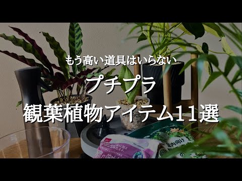 観葉植物デコレーションの選び方とコツ：実践まとめガイド