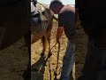 Teaching a mustang or horse that kicks to pick up back feet