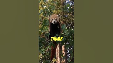 You’ve Been Sleeping on Red Pandas… Here’s Why 🐼❗