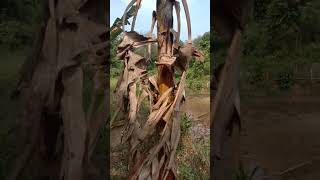 Pohon pisang galek #hasil tanam manual #pakai pupuk alami #berbuah #short