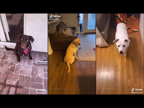 Videó: A kutyád lassabb lesz, hogy felkeljen? Lehet, hogy ideje elkezdeni ezt adni