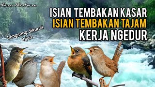 MASTERAN BURUNG FIGTHER ISIAN TEMBAKAN KASAR , TEMBAKAN TAJAM Langsung dikunci semua JURI Part 32