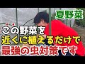 【夏野菜】の近くに植えるだけで虫が全然寄ってこない、最強な野菜を紹介します【無農薬】