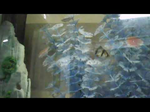 Video: Millisesse Akvaariumi Peaksite Oma Kuldkala Panema?